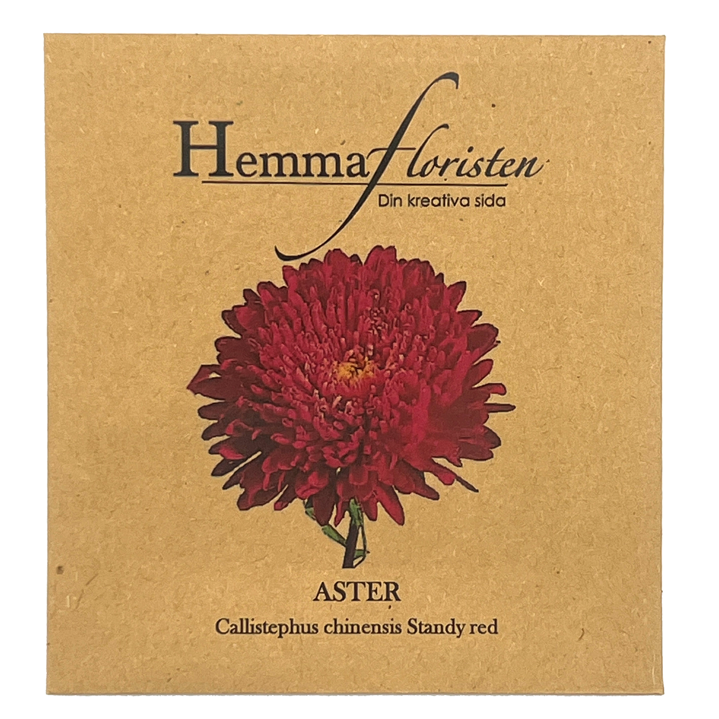 Aster - Callistephus chinensis standy red