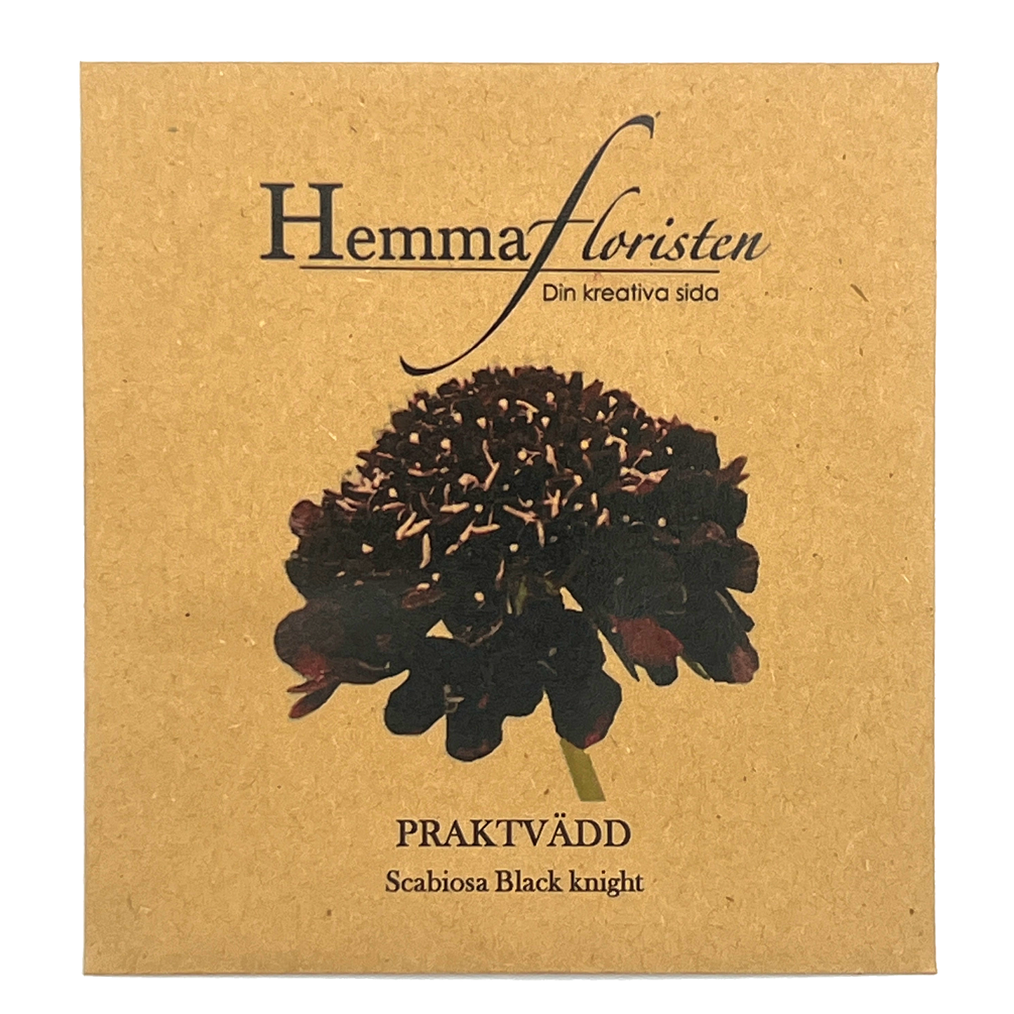 Praktvädd - Scabiosa Black knight