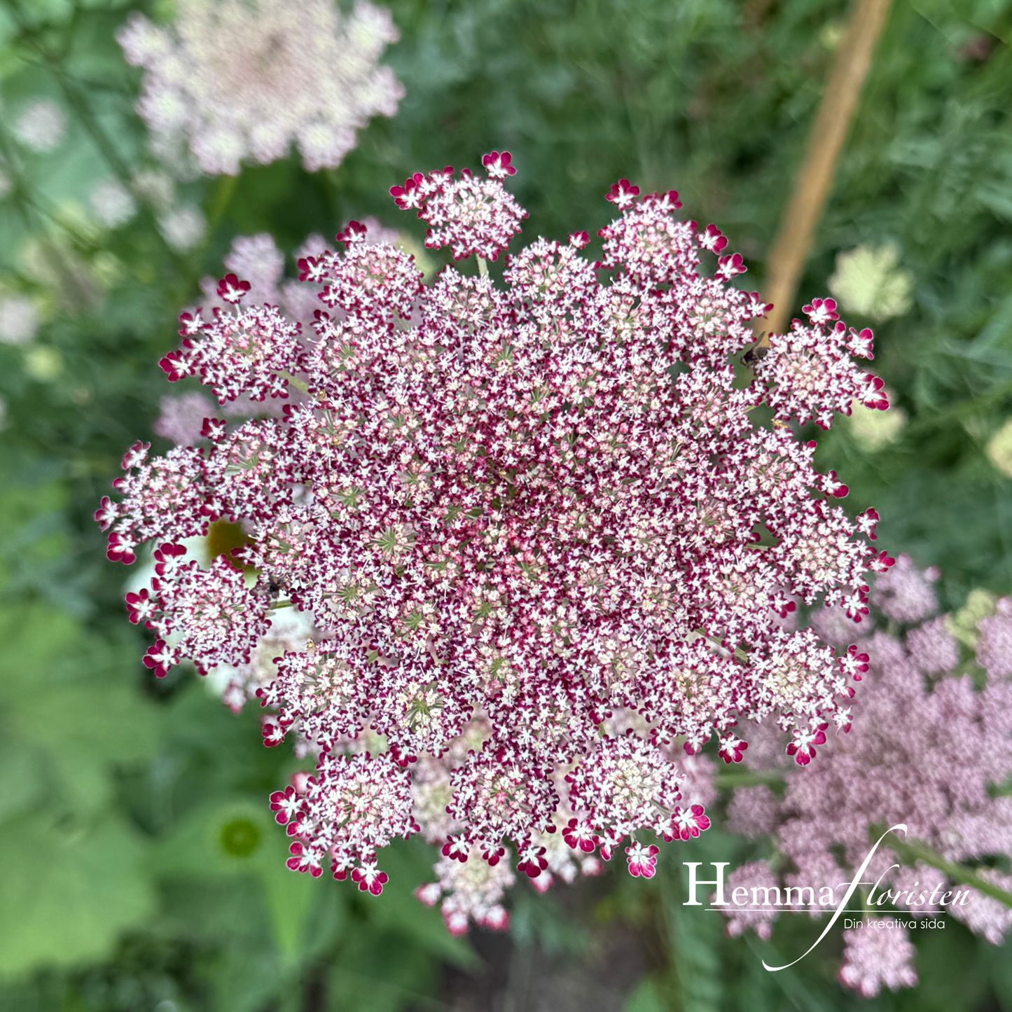 Blomstermorot – Daucus carota dara