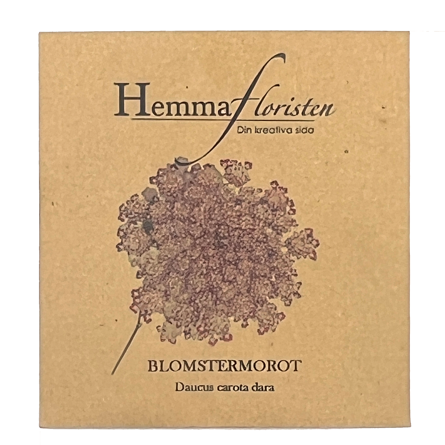 Blomstermorot – Daucus carota dara