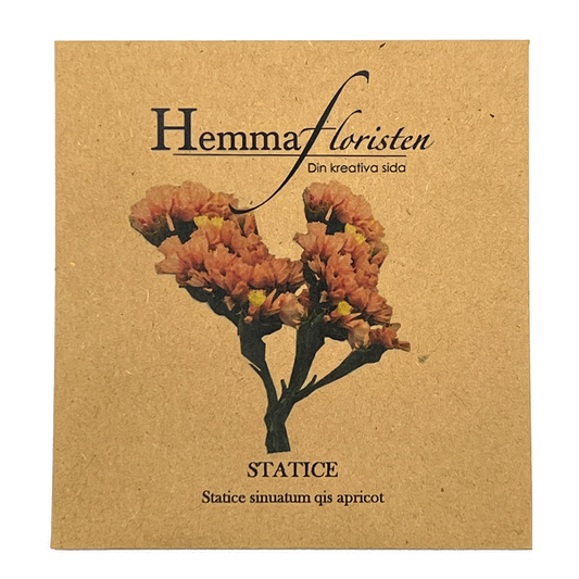 Statice - Apricot