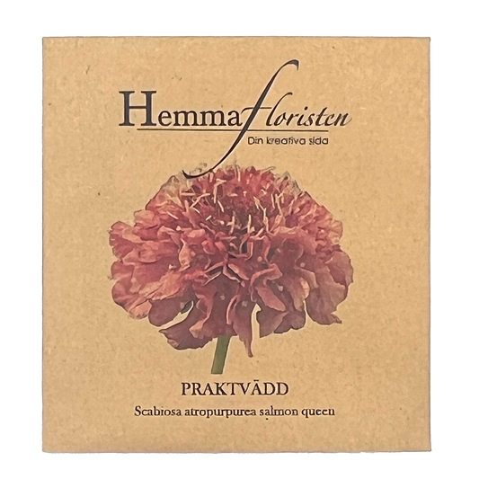 Praktvädd - Scabiosa atropurpurea Salmon Queen