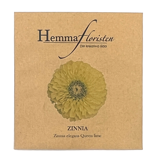 Zinnia - Queen lime