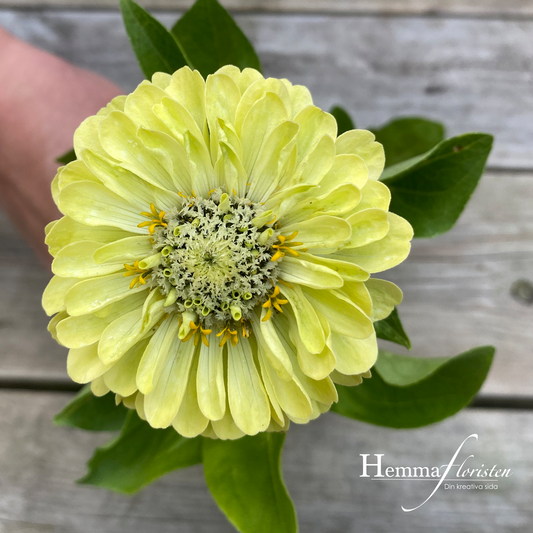 Zinnia - Queen lime