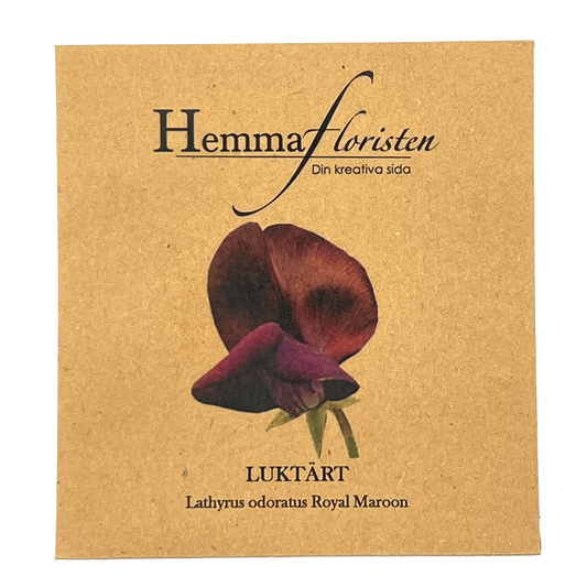 Luktärt -  Royal Maroon