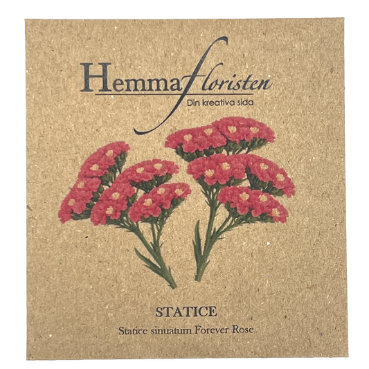 Statice - Forever Rose