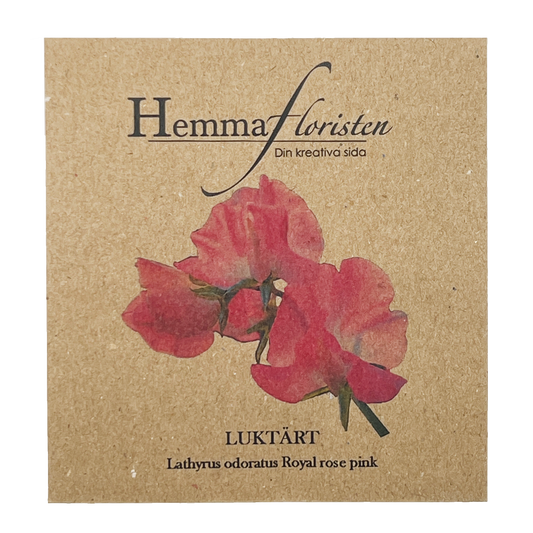 Luktärt Royal Rose Pink