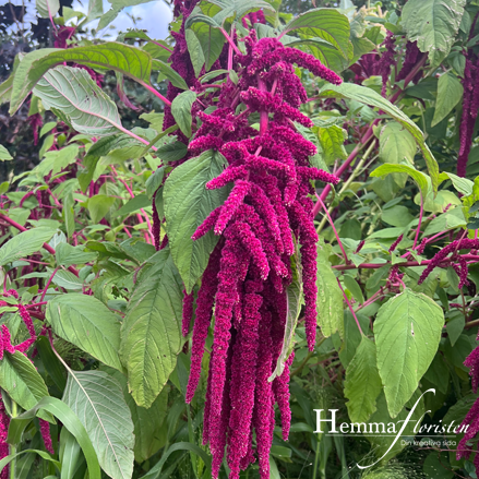 Amaranthus rødt hængende