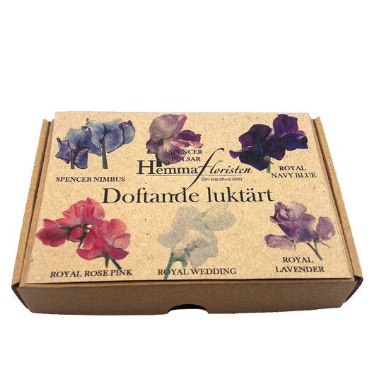 Fröbox Doftande luktärt