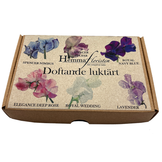 Fröbox Doftande luktärt