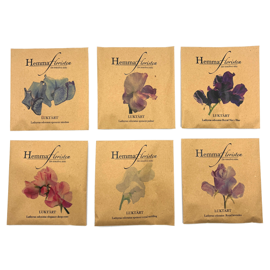 Fröbox Doftande luktärt