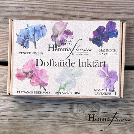 Fröbox Doftande luktärt