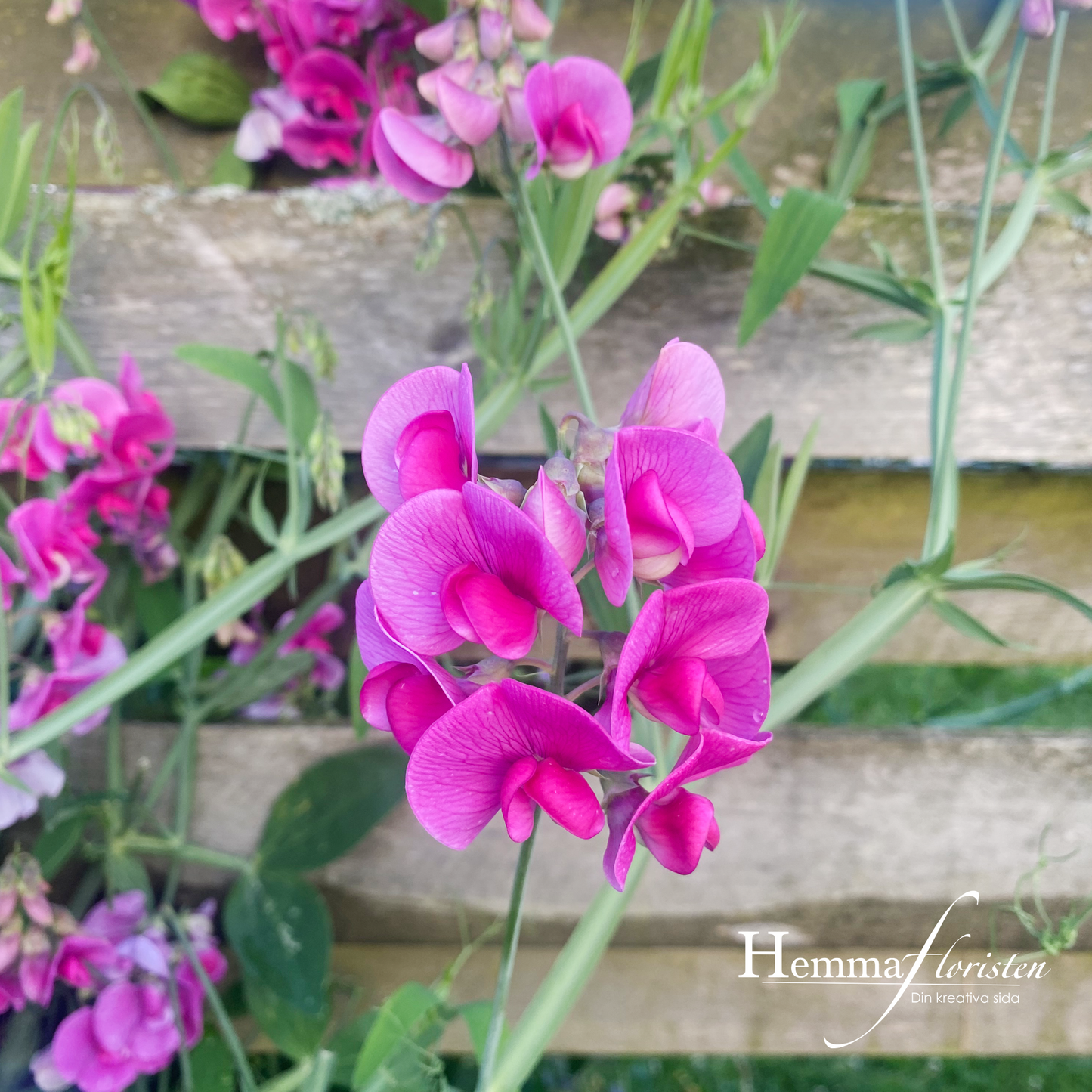 Sweet Pea Staude