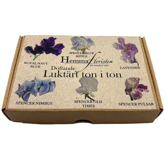 Fröbox Luktärt ton i ton