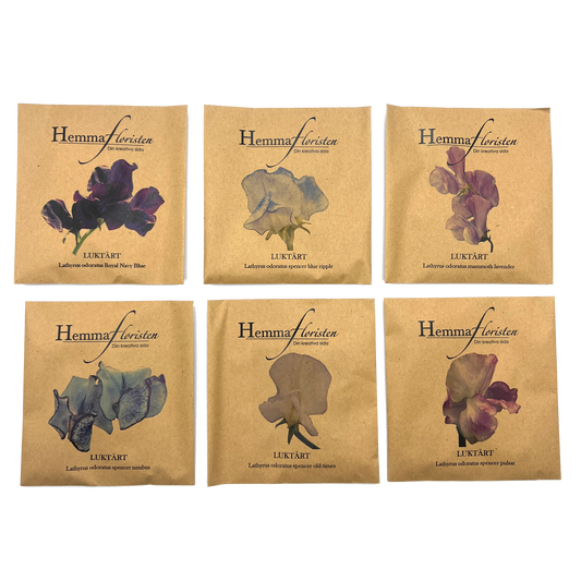 Fröbox Luktärt ton i ton