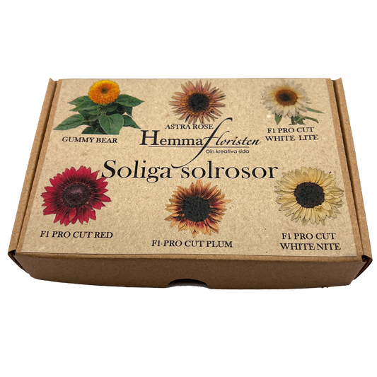 Fröbox Soliga solros