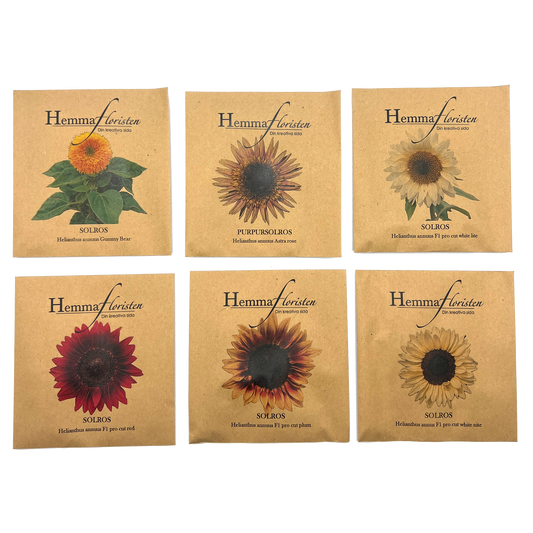 Fröbox Soliga solros