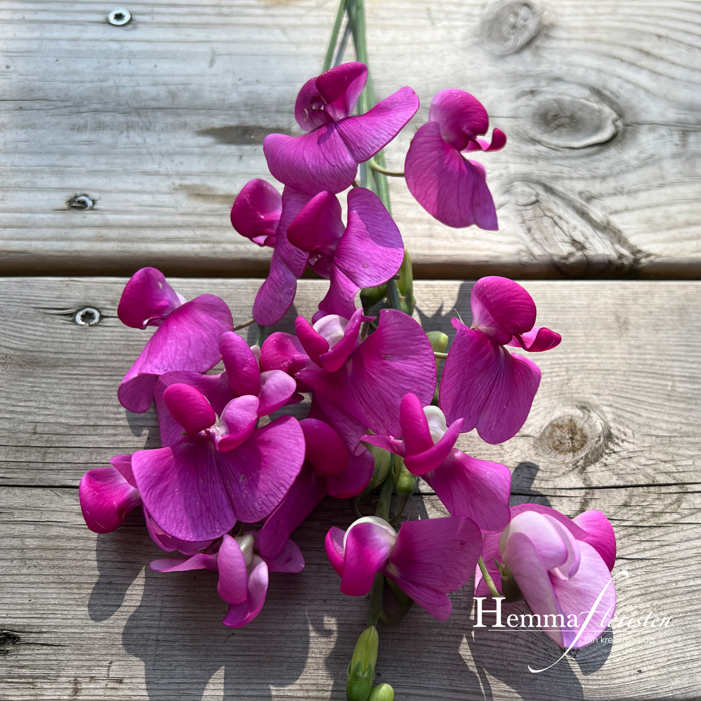 Sweet Pea Staude